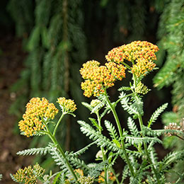 Yarrow, orange